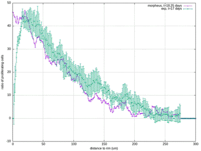 Proliferation ratio profile at day 17 obtained with the Morpheus model (line) vs. experimental data (symbols), matching the upper-middle panel in Fig.4a above.