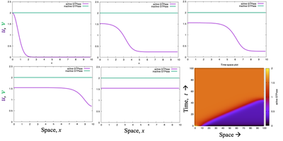 A simulation of the GTPase model in 1D, with no-flux `BoundaryConditions` and a constant pool of inactive form $\nu = 2$. A wave that is initiated at the left boundary sweeps all the way across the domain so that the entire cell has a uniform GTPase level of activity (spatial profiles depicted at $t = 0, 15, 30, 45, 60$). Produced with the Morpheus file [`NotWavepinning_main.xml`](#model).