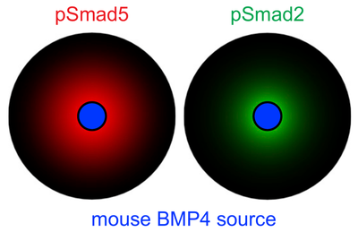 Model results as published by [Soh *et al.*](#reference) ([Figure 3B](https://www.cell.com/cell-reports/fulltext/S2211-1247(20)30365-X?_returnURL=https%3A%2F%2Flinkinghub.elsevier.com%2Fretrieve%2Fpii%2FS221112472030365X%3Fshowall%3Dtrue#fig3)). [*CC BY-NC-ND 4.0*](https://creativecommons.org/licenses/by-nc-nd/4.0/legalcode)