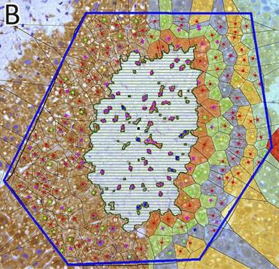 Figure 3. Liver lobule with maximal necrotic lesion $2\ \mathrm{d}$ after administration of CCl4 (red: cell in direct contact with necrosis, green: layer 2 etc.) ([©](https://www.pnas.org/about/rights-permissions) [**Höhme _et al._**](#reference), [SI Fig. 2B](https://www.pnas.org/doi/full/10.1073/pnas.0909374107#supplementary-materials))