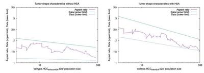 Figure 4. Morpheus simulation results. Left: Tumors in the absence of HSA, in which tumor cells grew and divided in random directions, show small aspect ratios that match the range of the original data (straight lines for upper and lower limits). Right: Tumors in which cells obey HSA show significant elongation and high aspect ratio that decreases with time matching the original data (straight lines for upper and lower limits). The noisy curve represents one simulation run.