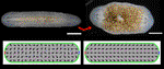 Dynamic Polarization of the Multiciliated Planarian Epidermis between Body Plan Landmarks